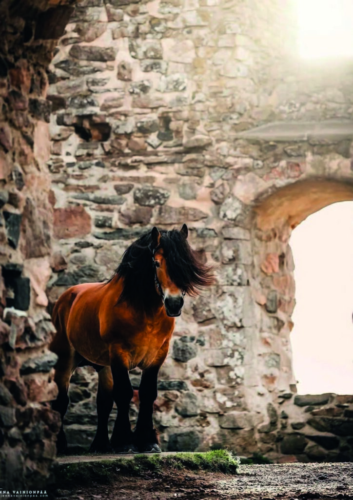 Brown horse standing by stone wall.